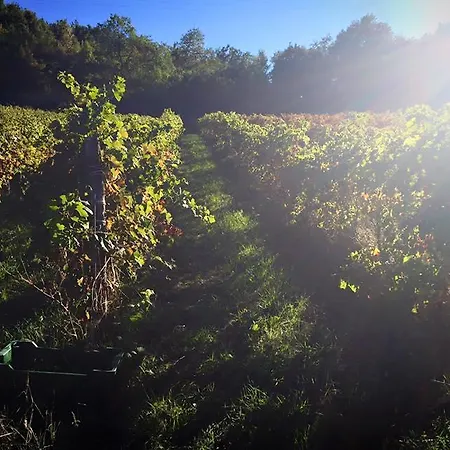 مزرعة للإقامة Monastero Di San Biagio *